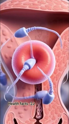 How Pregnancy Happens in the Human Body | Complete Fertilization Process#babyplanning #pregnant