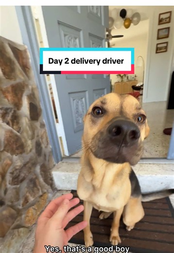 I think Cactus was actually a bit excited this time because he was expecting the same driver as before and he was promised treats! When we stepped out of the door we realized it was someone new. Figured it was still worth introducing Cactus to him. I felt bad, there was a language barrier and he seemed to be busy! Still waiting on the first driver to come back!!