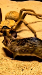 Spider attack on Mouse Amazing Fight #spider #amazimg #attack #viral | Insect Planet