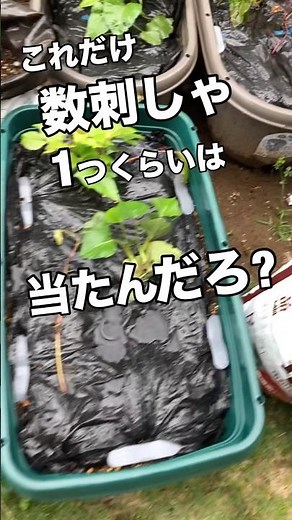 【さつまいも】下手な薩摩芋も数植えりゃ当たる？ #さつまいも #袋栽培 #プランター栽培