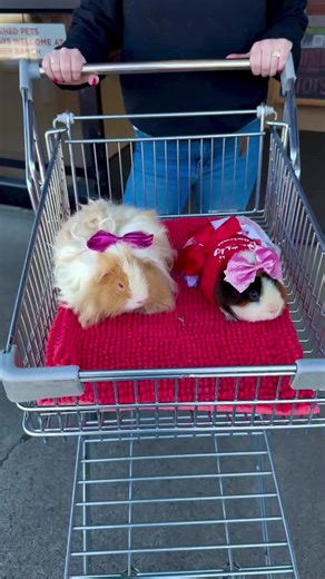 Happy Valentine’s Day 💘 Nacho & Gru 🐹seen here getting their Valentine’s gifts 🫶 They got a few essentials & some extras since their mom was buying ❤️ You can find our products in many stores nationwide 😁 Check our website for our store locator to find a pet store near you! #roundlakefarmproducts #guineapiglife #guineapiglove #guineapigsofig #shoplocal