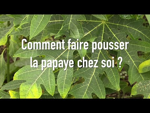 Growing a papaya tree at home