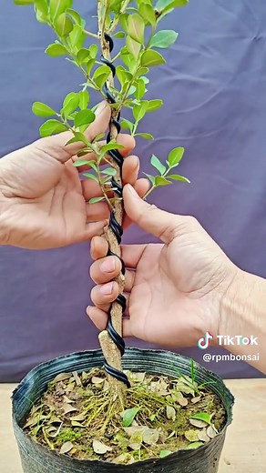 Making Beautiful Bonsai Trees: A Step-by-Step Guide