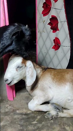 Happy Baby Goats Hopping Around the Farm Valluk & Tyrex 5 #cuteanimals #beautifullgoats #goat