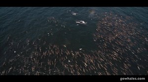 326K views · 4.2K reactions | Drone video of around 1,000 California...