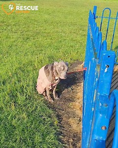 46K reactions · 4.1K shares | Tied up to playground railings,...