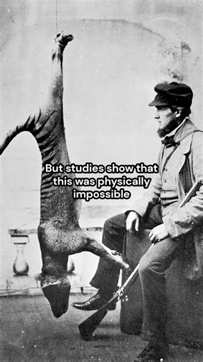 They were so freaking cute too | Tasmanian tigers (Thylacines) were hunted because of a lie #history