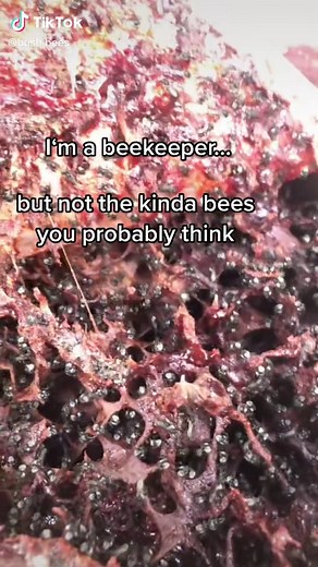 Australian native stingless bees! #bushbees | bee