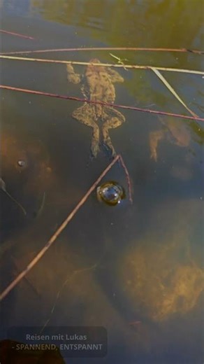 toads swimming in spring
