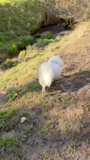 春の川へ突進する犬