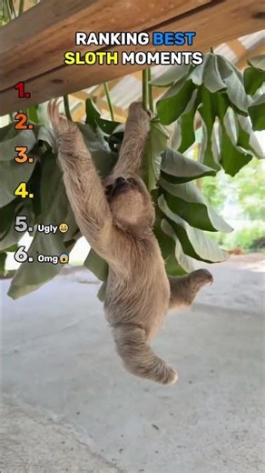 Ranking Best Sloth Moments 🦥 | Funny Animal Videos #shorts #viral
