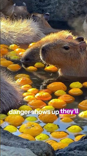Why Predators Treat Capybaras Like VIP Guests 🤯