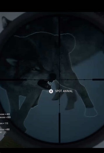 Grey Wolves: Encounters and Aggressiveness