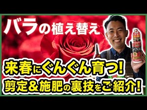 【バラ栽培】バラの植え替えの裏技を紹介！〜来春も綺麗な花を咲かせるための剪定と資材選びのポイントも紹介！冬は希釈倍率を〇〇は濃く、〇〇は薄くする！〜【園芸塾】【ハイポネックス】