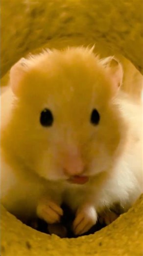 POV: You are a tiny forest snack 🌿☁️✨ Hamster Cam ASMR #shorts #asmr #hamster #cute #cosy