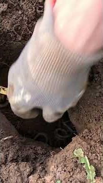 How to rid your garden of moles? - QuickTaupe