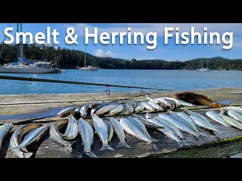 Smelt Fishing and Herring Fishing in Puget Sound，WA. Caught Lumpenus Sagitta