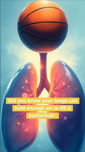 Fun Facts About the Respiratory System
