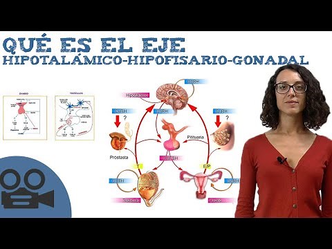 What is the hypothalamic-pituitary-gonadal axis?
