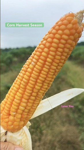 Corn Harvesting Season | Beautiful Rural Life in Cambodia #nature