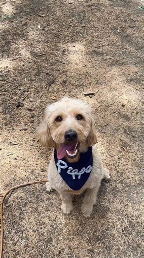 1.2K views · 49 reactions | Meet Pippa, star of our Autumn photoshoot!  Personalise pet bandannas, shawls, jumpers or whatever you wish using very simple crochet stitches to write a name or word. ‘How to’ video now live over on our @youtube channel. #toftuk #crochet #crochetlove #crochetpattern #crochettutorial #crochets #crochetpatterns #crochetvideo #dogsofinsta | TOFT | Facebook