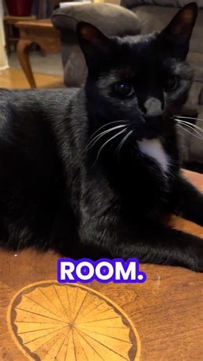 Tipsand and the Lieutenant performing door guard scene from Monty Python’s Holy Grail #cat #funny