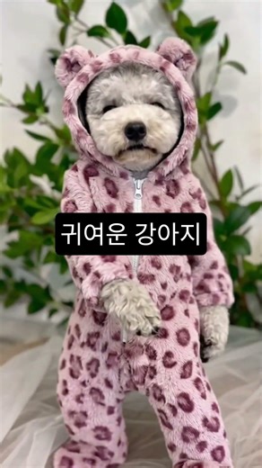 귀여운 강아지