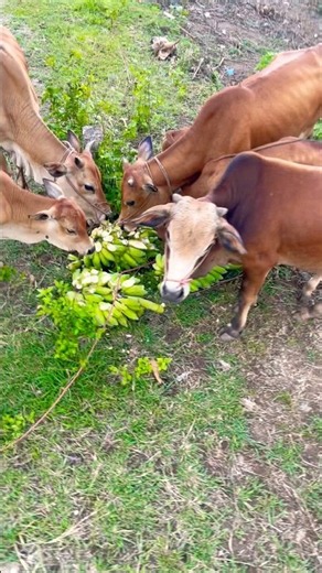 Đi Chăn Bò #43 - Con Bò - Nhạc Vui Nhộn - Bò Ăn Chuối #farming #conbo #cow