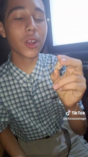 El fascinante DODO: un animal extraño