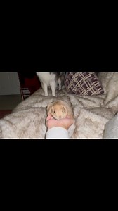 75K views · 2.9K reactions | Some party animals pregame with shots… these little ones pregame with snacks, snorts, and suspiciously aggressive lettuce chewing. Friday night’s feral and we wouldn’t have it any other way 珞❤️ | Poppy the Prairie Dog | Facebook
