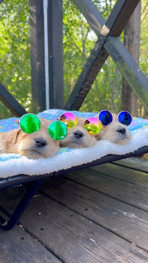 Fabulous Doodles (Roswald) on Instagram: "Just chilling 😎😎😎 . . . . Greta Garbo, Katherine Hepburn and James Dean are just chilling today - Hollywood style 😎⭐️🤩 . . . . Did we buy 10 of the cutest little sunglasses ever for the pups? Yes. Yes we did. 😅 . . . . . . . . . . . #puppies #puppy #happiness #chill #photography #goldendoodlepuppy #love #hollywood #funny #dogmeme #goldendoodle #labradoodle #goldenretriever #goldenretrieverpuppy #goldensofinsta #puppylove #puppiesofinstagram #puppyl