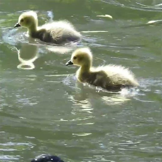 You Need to See These Fluffy Baby Geese Swimming 😍