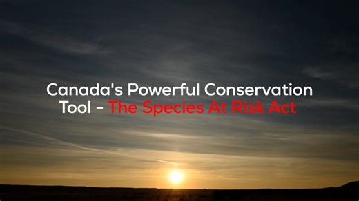 Canada. Explained.: Canada s Powerful Conservation Tool - The Species At Risk Act | Wildlife Habitat Canada