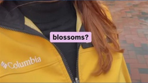 Update on UW cherry blossom timing after cold snap