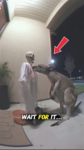 “Kangaroo’s EPIC Jump Scare!” A skeleton prank sends this kangaroo flying! 😂🦘💀 #WaitForIt #Kangaroo #JumpScare #FunnyAnimals #SkeletonPrank #ViralShorts #FunnyReels #Comedy | Agapeai