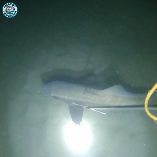 Isda na parang PATING Night Spearfishing Part 2 #nightspearfishing #DaveAmigoTV | Dave Amigo TV