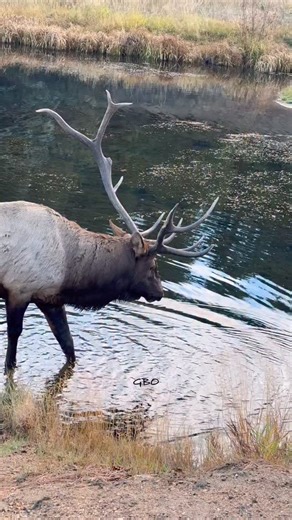 Splish splash Split! He was still showing his harem he’s the boss yesterday! #photography #wildlife #nature #reels #foryoupageシ #wildanimals #bullelk #elk #estespark | Good Bull Guided