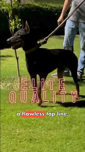 This Doberman Puppy Has PERFECT Structure 😳🐶 #dogshorts