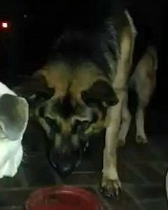 34K views · 627 reactions | "My little bulldog is not scared of my German shepherd!"  | Go Fetch | Facebook