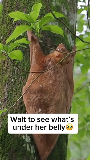 Discover the Fascinating Sunda Colugo: The Gliding Wonder of Southeast Asia