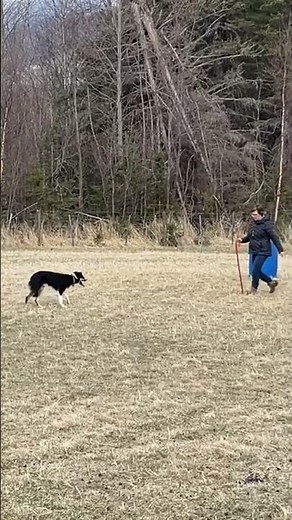 Young sheep dog learns self control on lift. Future 🌟 #sheepdog #stockdog #herdingdog #dogtrainer
