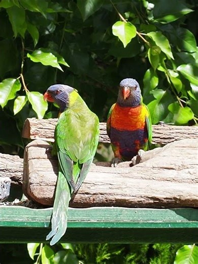 Rainbow Lorikeets Feeding Calmly #birds #nature #wildlife #australianbirds #rainbowlorikeet