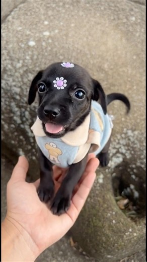 Nobody said hi because she's black #petcare #doglover #dog #cachorro #pets #petshub #caramelo