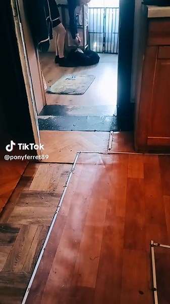 Funny Moments with Edman the Ferret