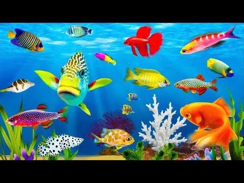 Watching Fish Swimming Around, Betta Fish, Guppy Fish, Koi Fish – A Wonderful Feeling of Relaxation
