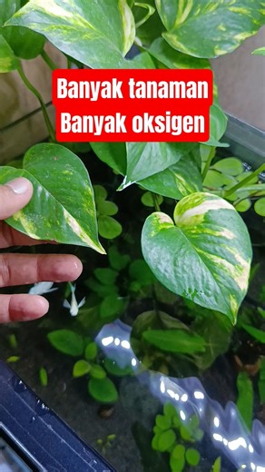 banyak tanaman banyak oksigen #tanamanaquarium #tanamanaquascape #tanamanair