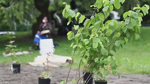 Cultivating Indigenous plants in a Vancouver park