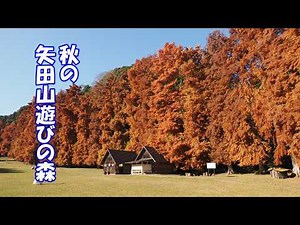 秋の矢田山遊びの森