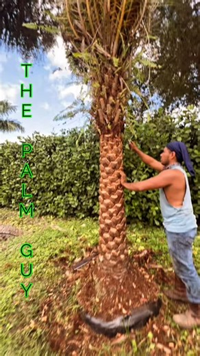 29 reactions | Every detail matters.  This Sylvester Palm is getting...