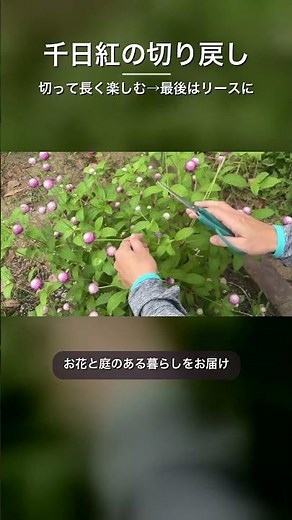 【千日紅】切り戻しのやり方｜長く咲かせてドライフラワー・リースに #shorts